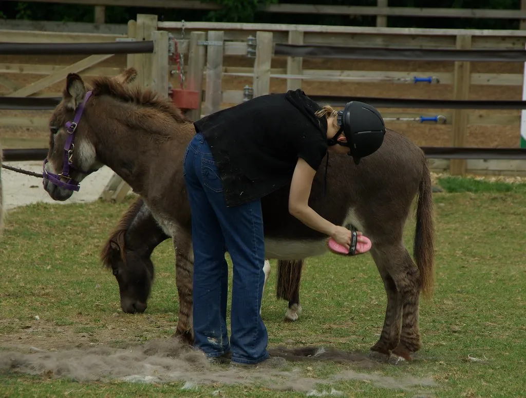 #15 - They "Groom" You Back, and Not Just for the Salt (Lil Shepherd, Flickr, CC BY 2.0)
