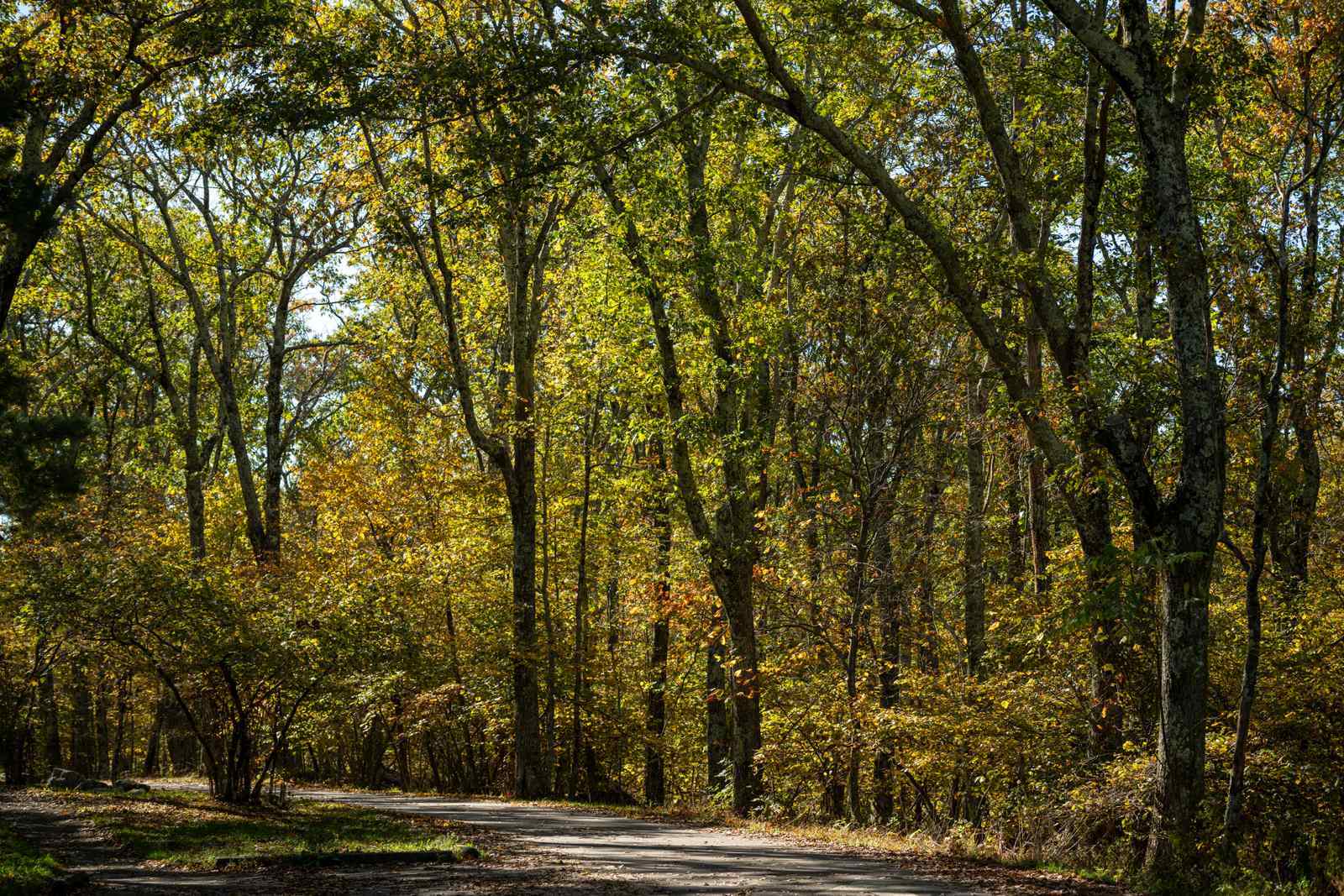 Shenandoah National Park, Virginia: Where the Mountains Meet Autumn (Image Credits: Wikimedia)