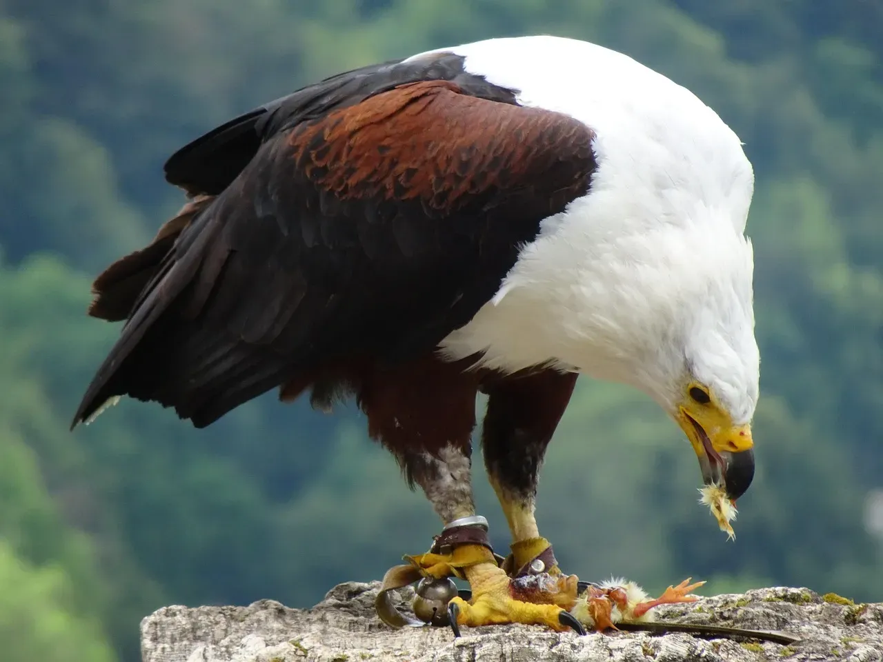 2. Striking Look-Alike to the Bald Eagle (Image Credits: Pixabay)