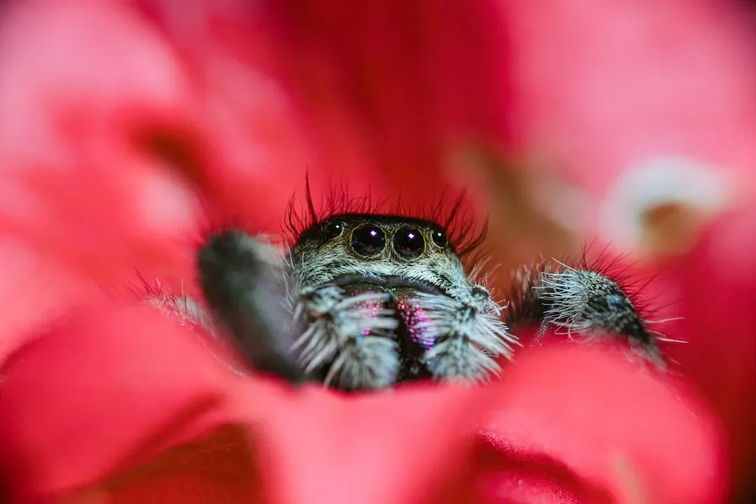 #5: The Jumping Spider - Tiny, Curious, and Surprisingly Brilliant (Image Credits: Unsplash)
