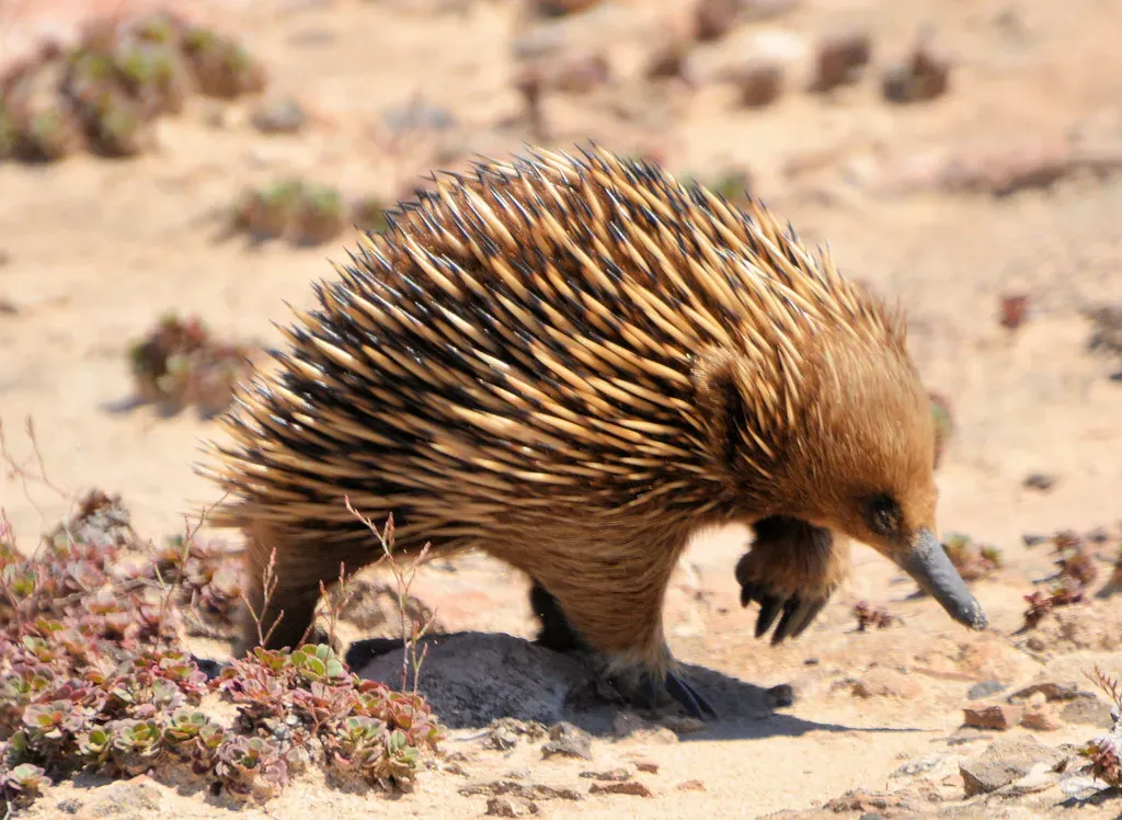 3. Short-Beaked Echidna (Image Credits: Flickr)