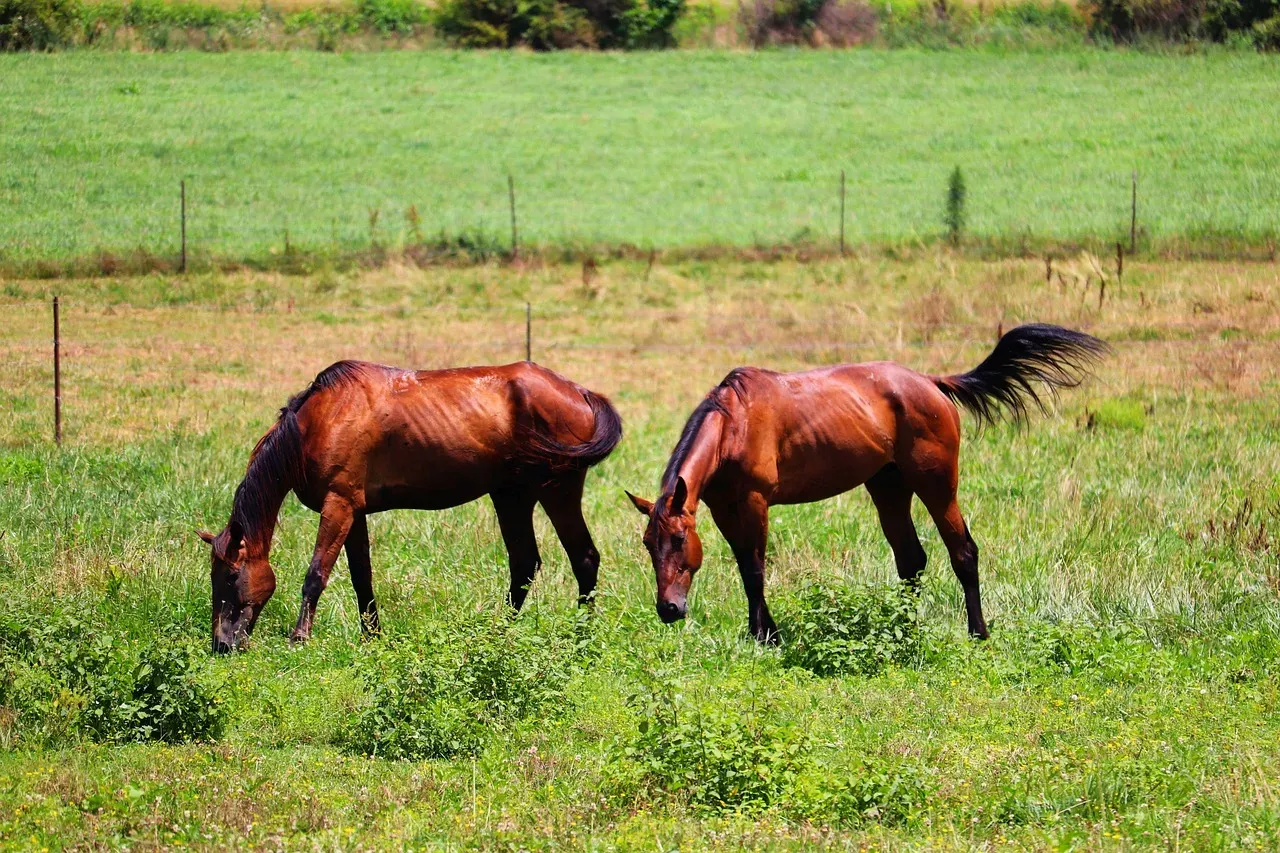 #13 Tail Swishing Gets Written Off as Flies or Contentment (Image Credits: Pixabay)