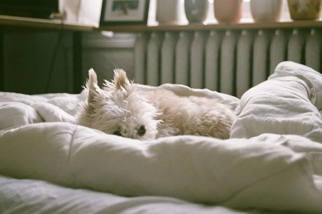 #4 - They Choose to Nap in the Same Room Even With Better Options (Image Credits: Unsplash)