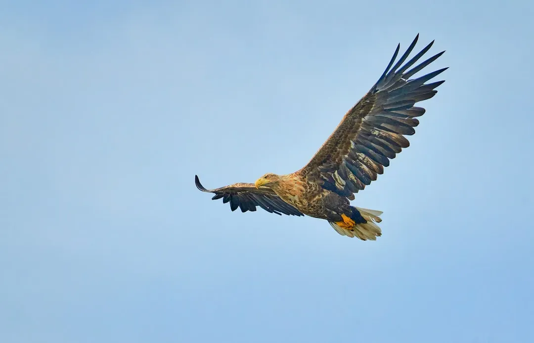 Leo: The Golden Eagle (Image Credits: Unsplash)
