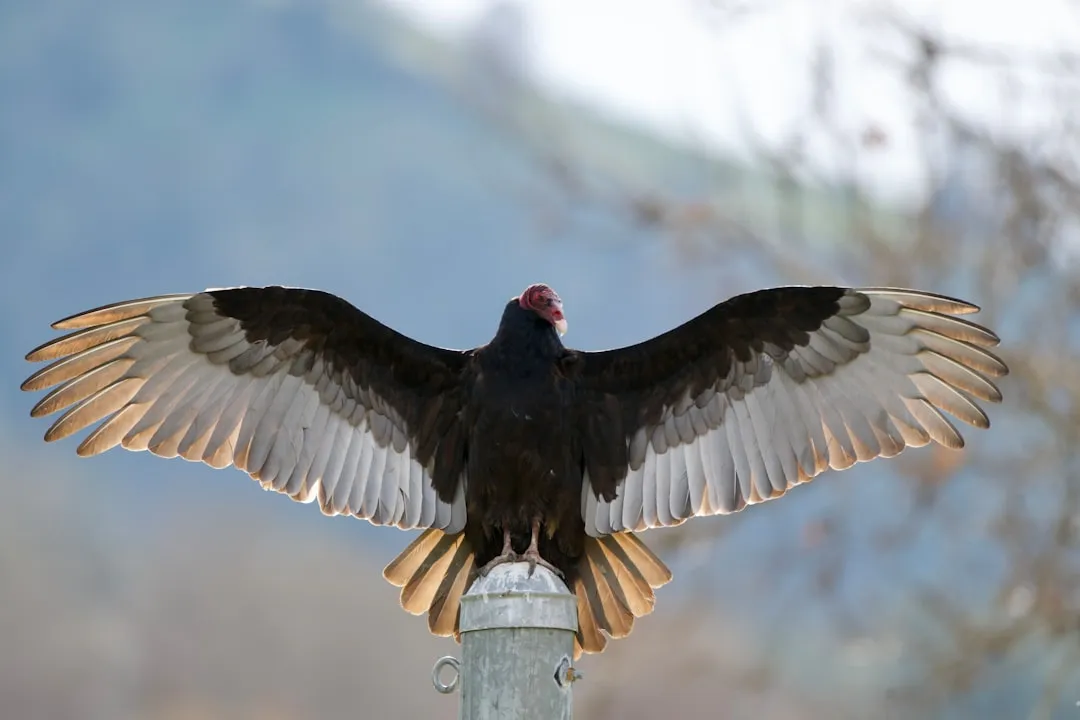 #6 Turkey vultures and black vultures don't behave quite the same way (Image Credits: Unsplash)