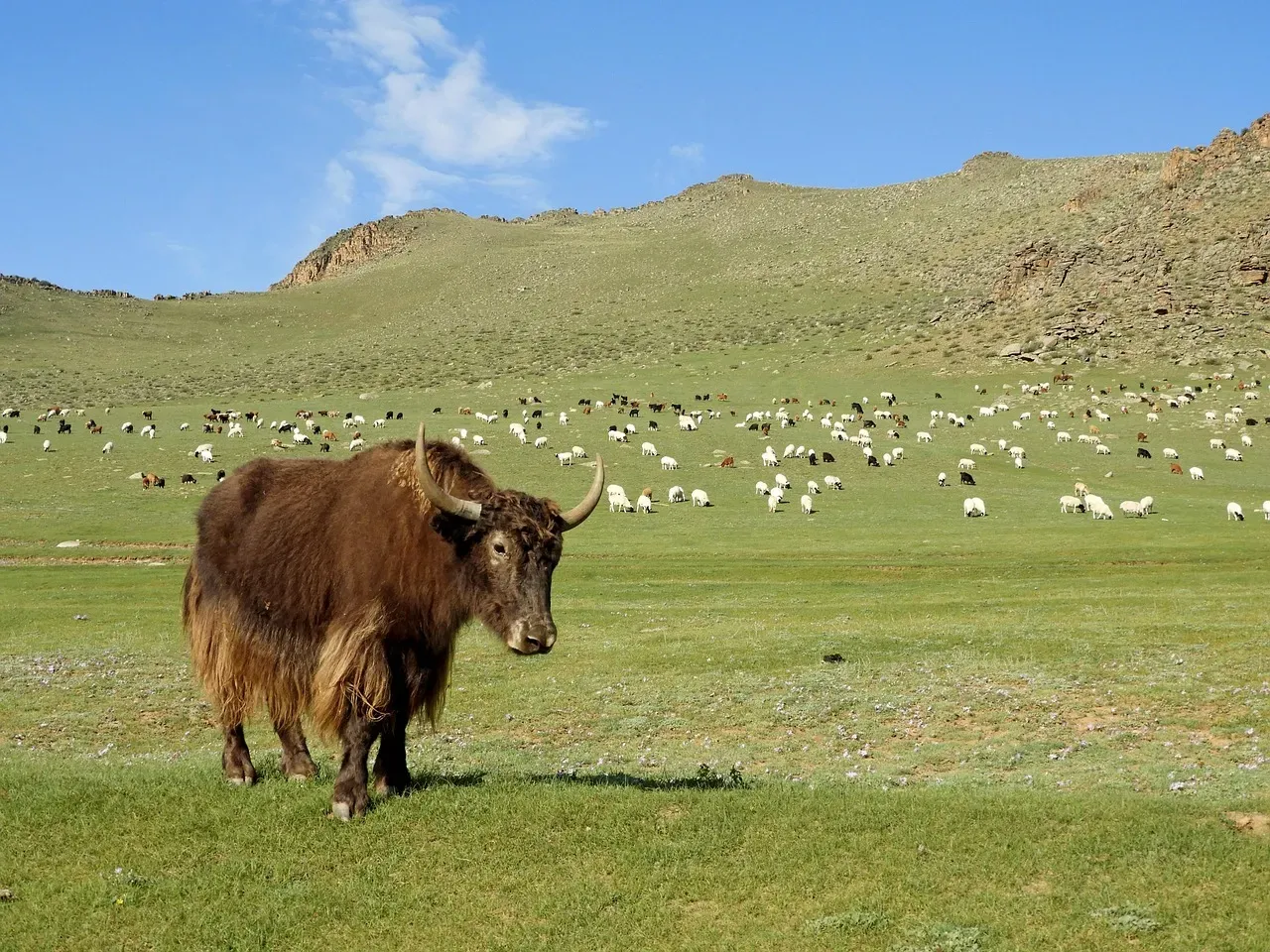 Economic Foundation for Herding Communities (Image Credits: Pixabay)