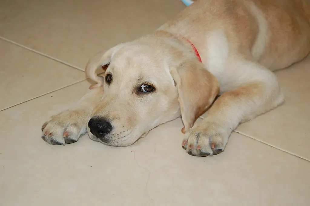 Labrador Retriever: The Everyone's Best Friend (Image Credits: Flickr)