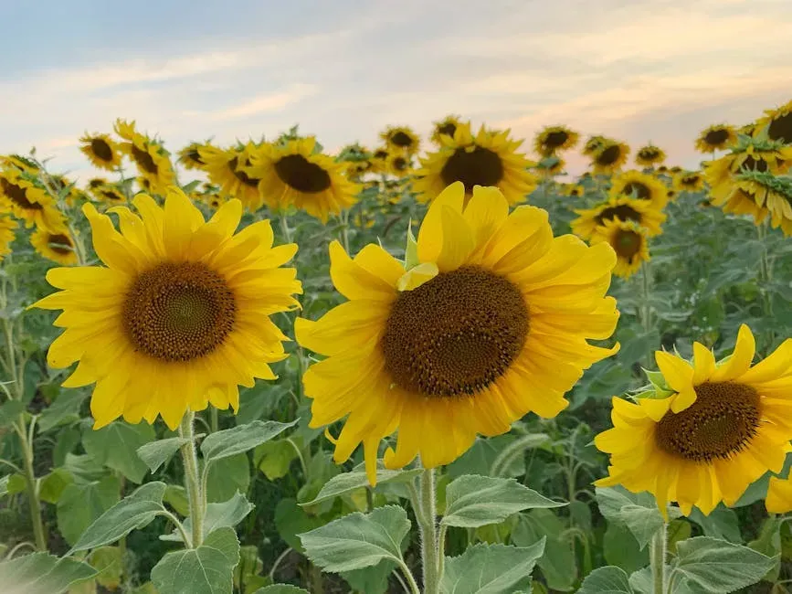 Leo (July 23 – August 22): Sunflower (Image Credits: Pexels)