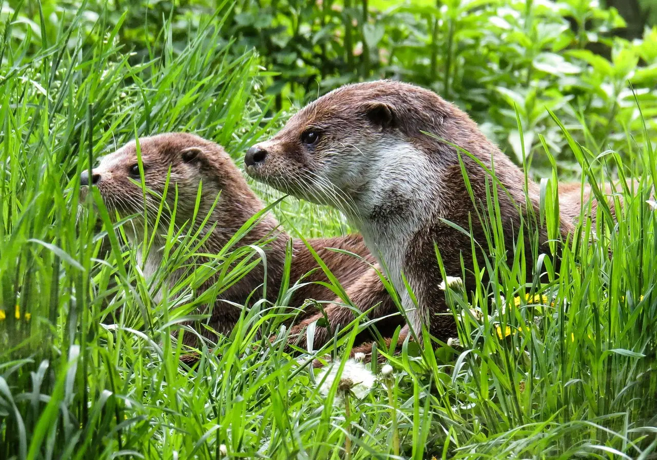 Juveniles, Learning, And The Safety Net Of Reliable Food (Image Credits: Pixabay)