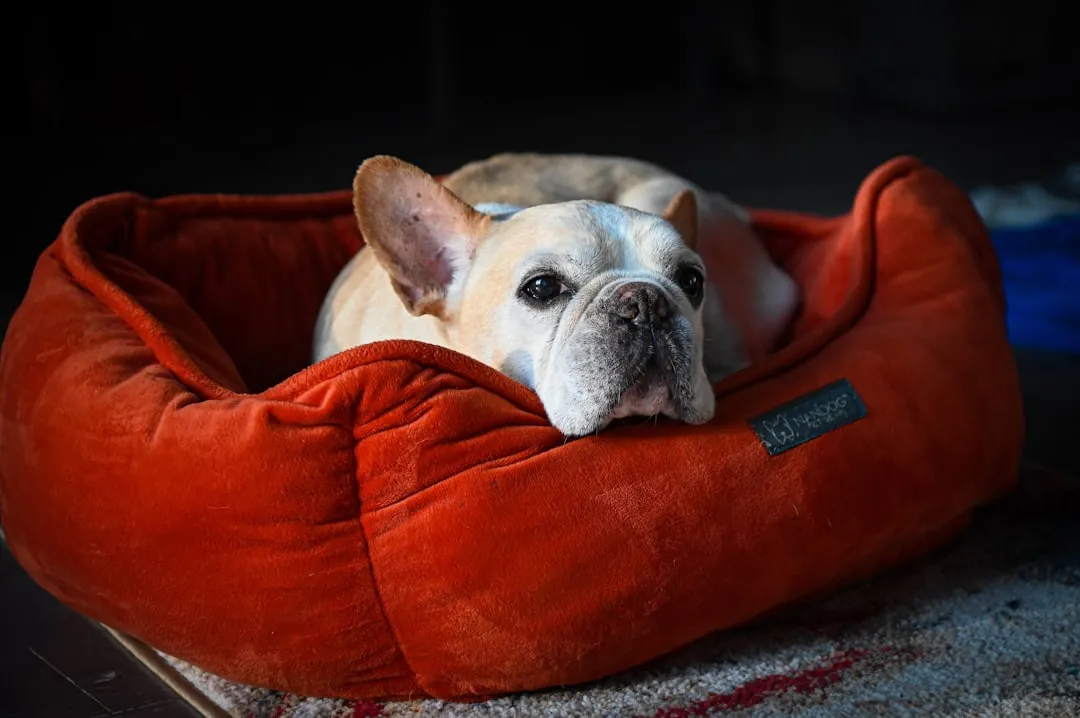 #1 - French Bulldog: The "Too Lazy to Care" Apartment Pro (Image Credits: Unsplash)