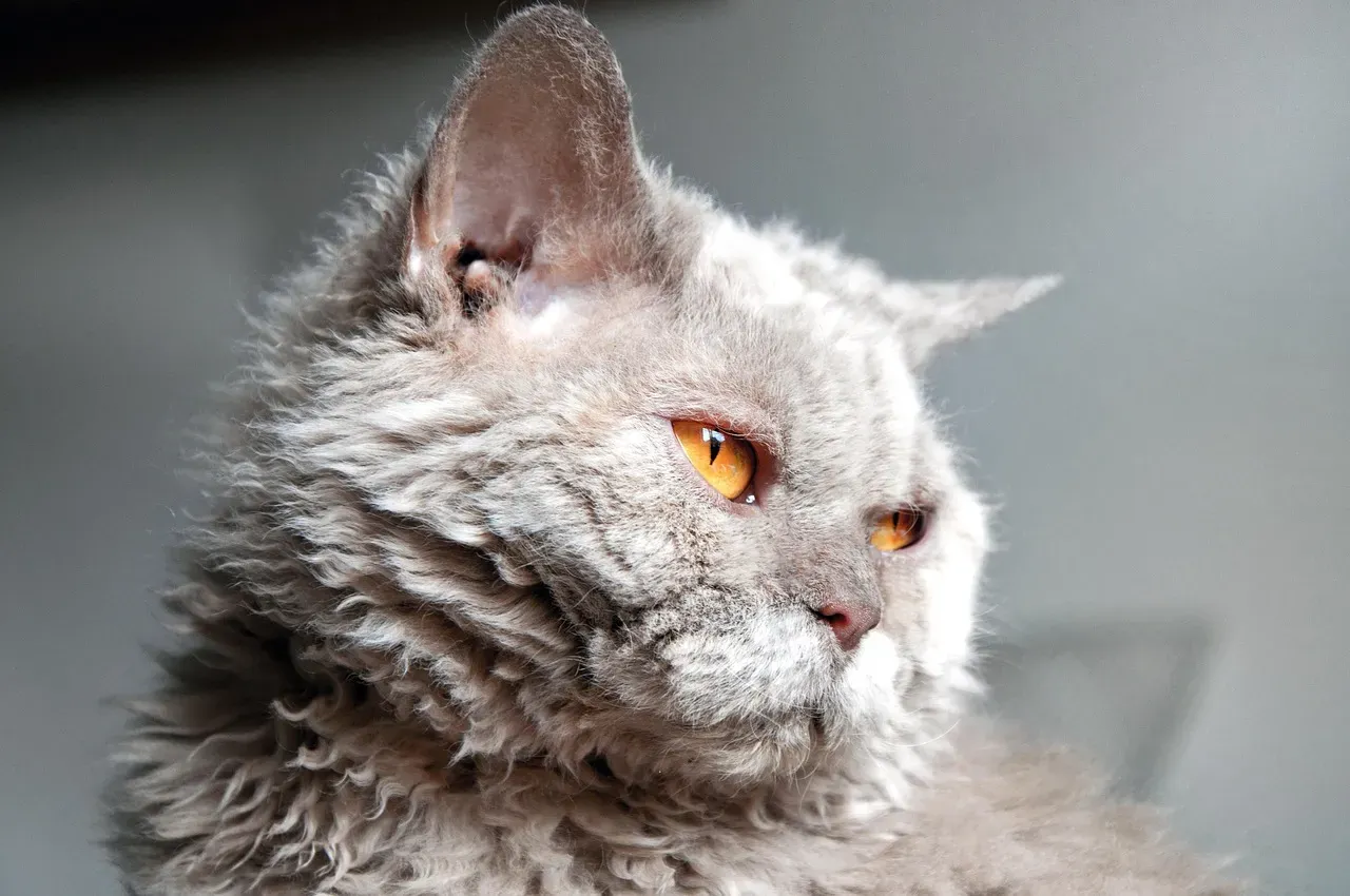 Pisces (February 19 &ndash; March 20): The Selkirk Rex, The Soul That Feels Everything (Image Credits: Pixabay)