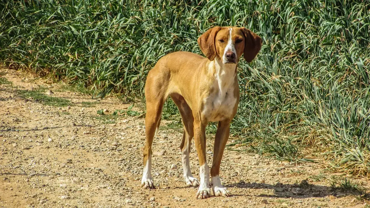 Vizsla (Image Credits: Pixabay)