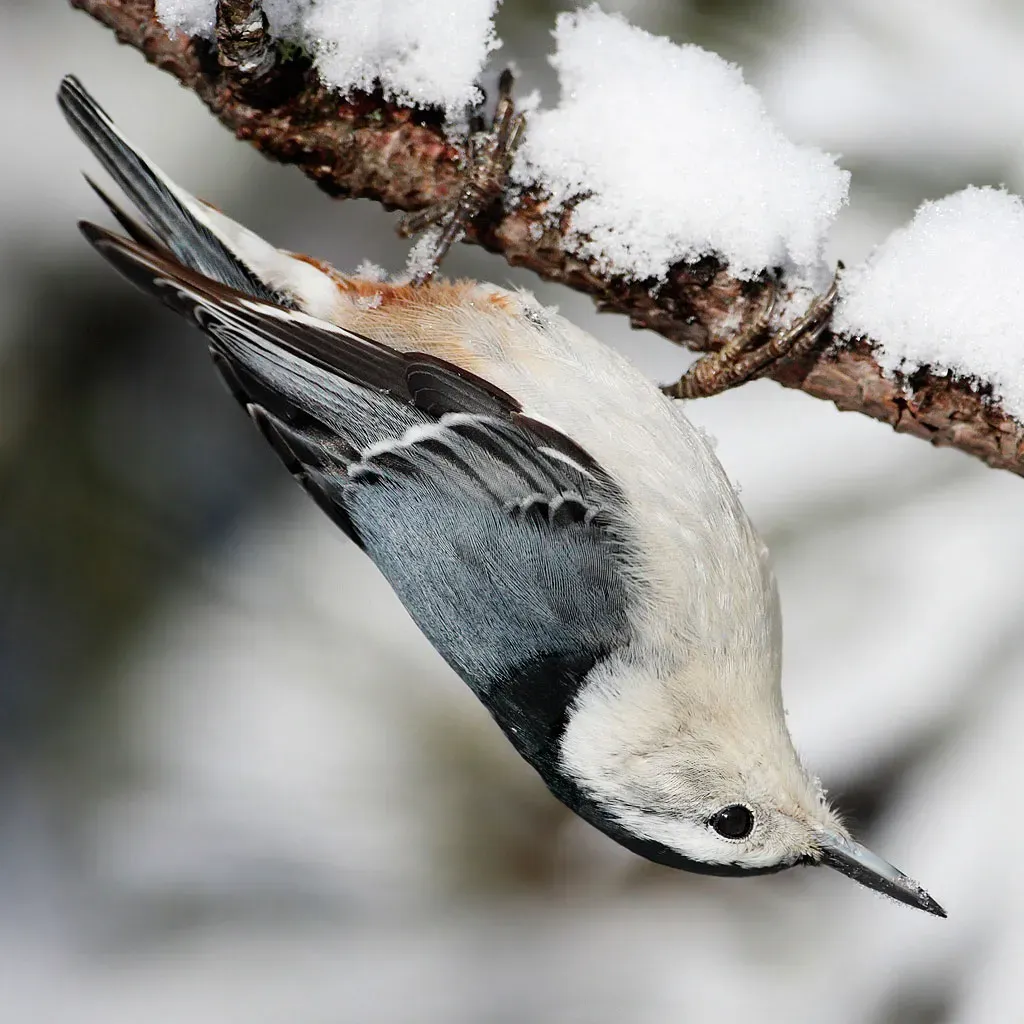 White-Breasted Nuthatch: The Upside-Down Wonder (Image Credits: Wikimedia)