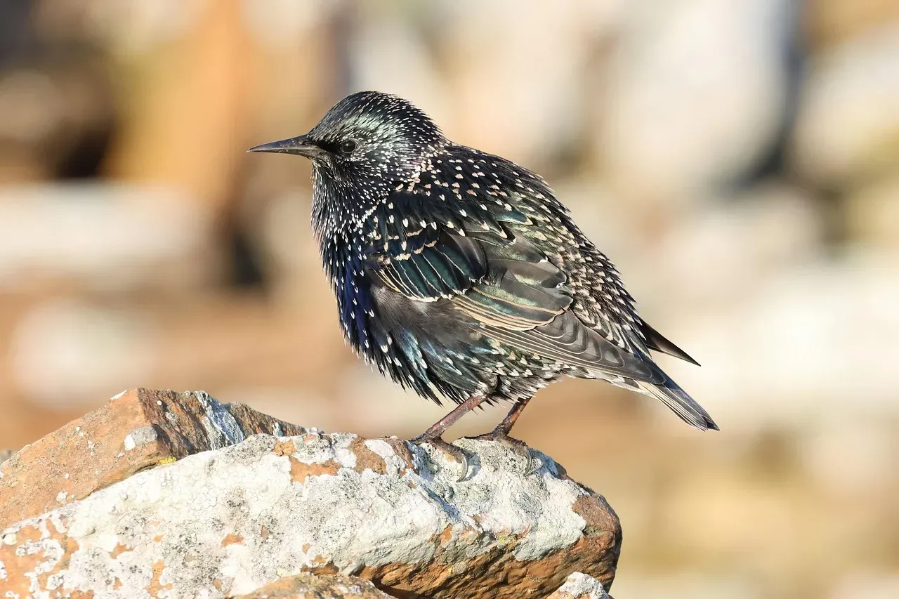 European Starling (Image Credits: Pixabay)