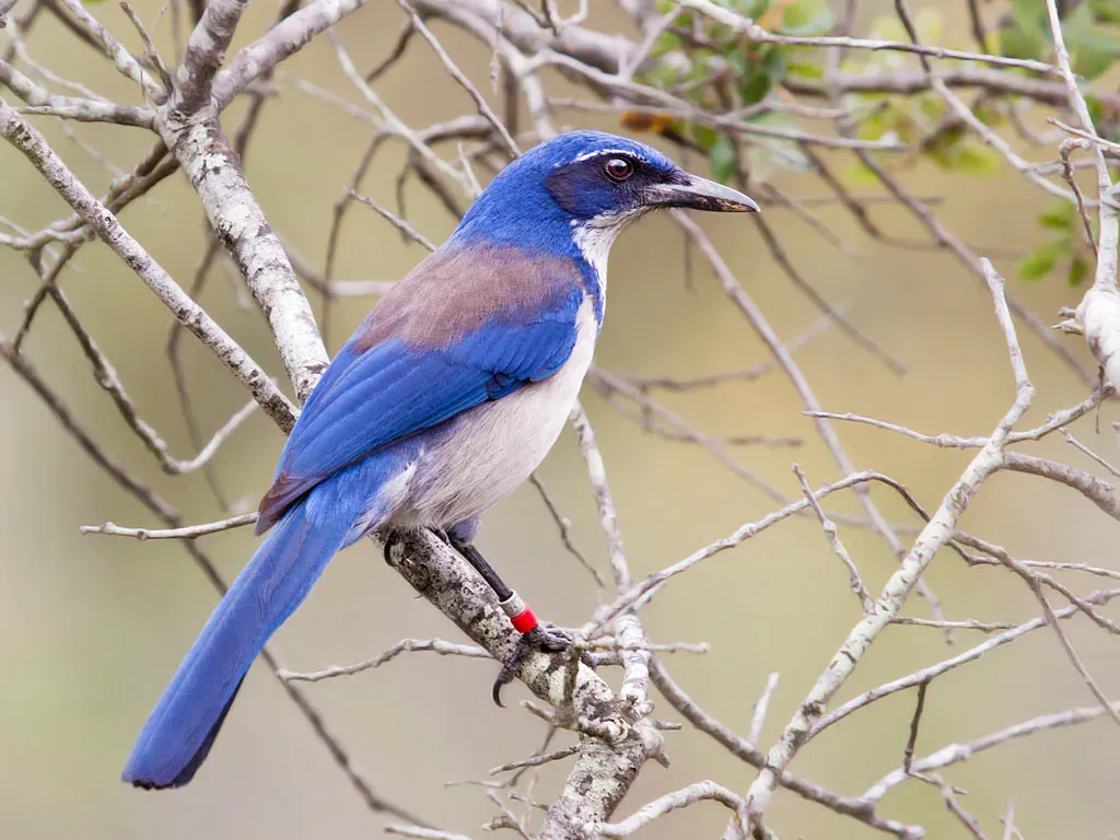 4. Acorn Hoarders Extraordinaire (Island Scrub Jay, Aphelocoma insularis, CC BY-SA 2.0)