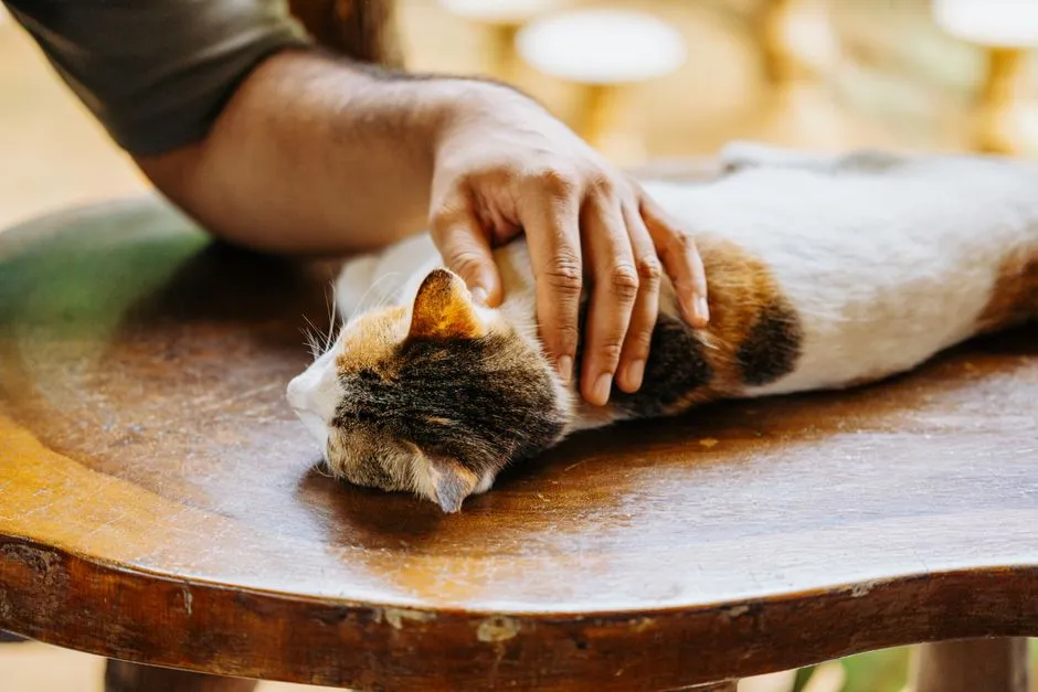 Conclusion: Cats do not fix hard days, but they soften the edges (Image Credits: Pexels)
