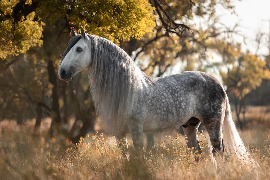 #9 - Andalusian and Lusitano (Untested Baroque Types) (Image Credits: Pexels)