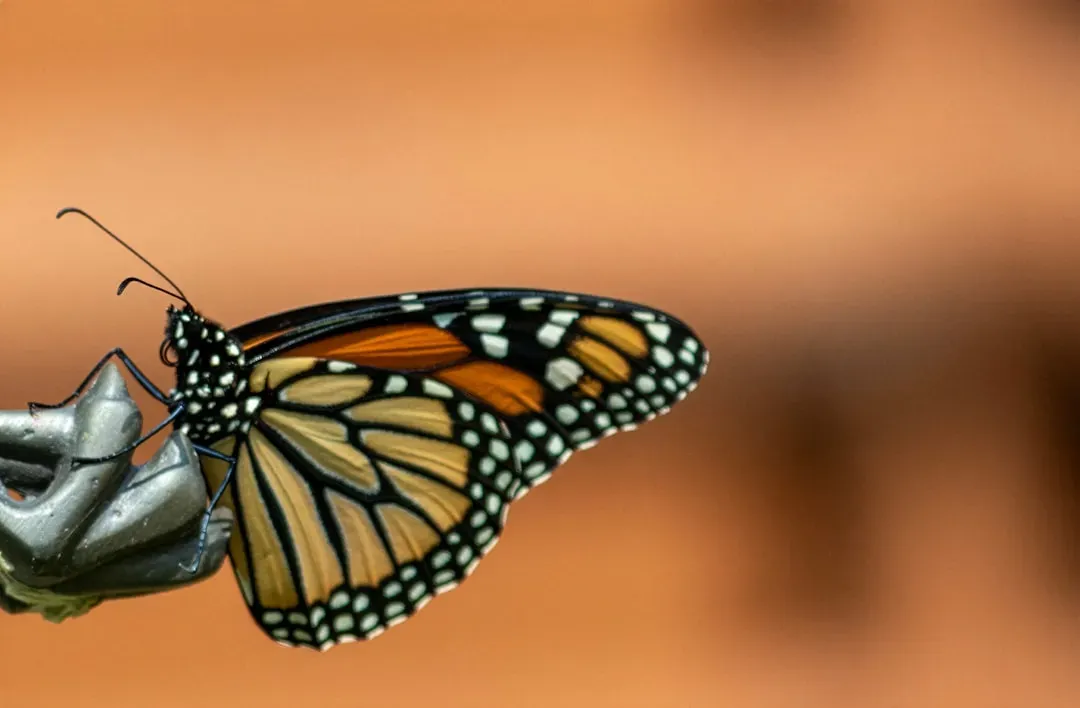 The Monarch's 3,000-Mile Journey Across North America (Image Credits: Unsplash)