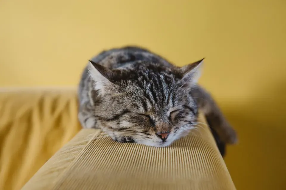 #10: Quietly Marking You as Theirs While You Sleep (Image Credits: Stocksnap)