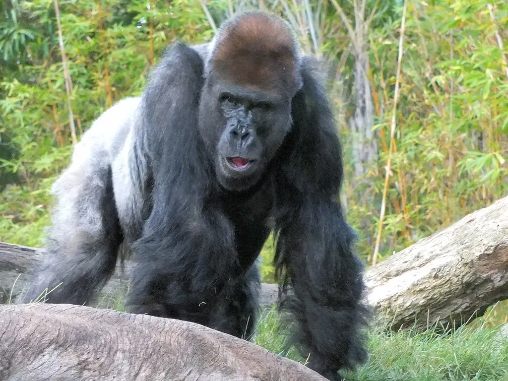 Gorillas: Silverback Protectors (Image Credits: Flickr)