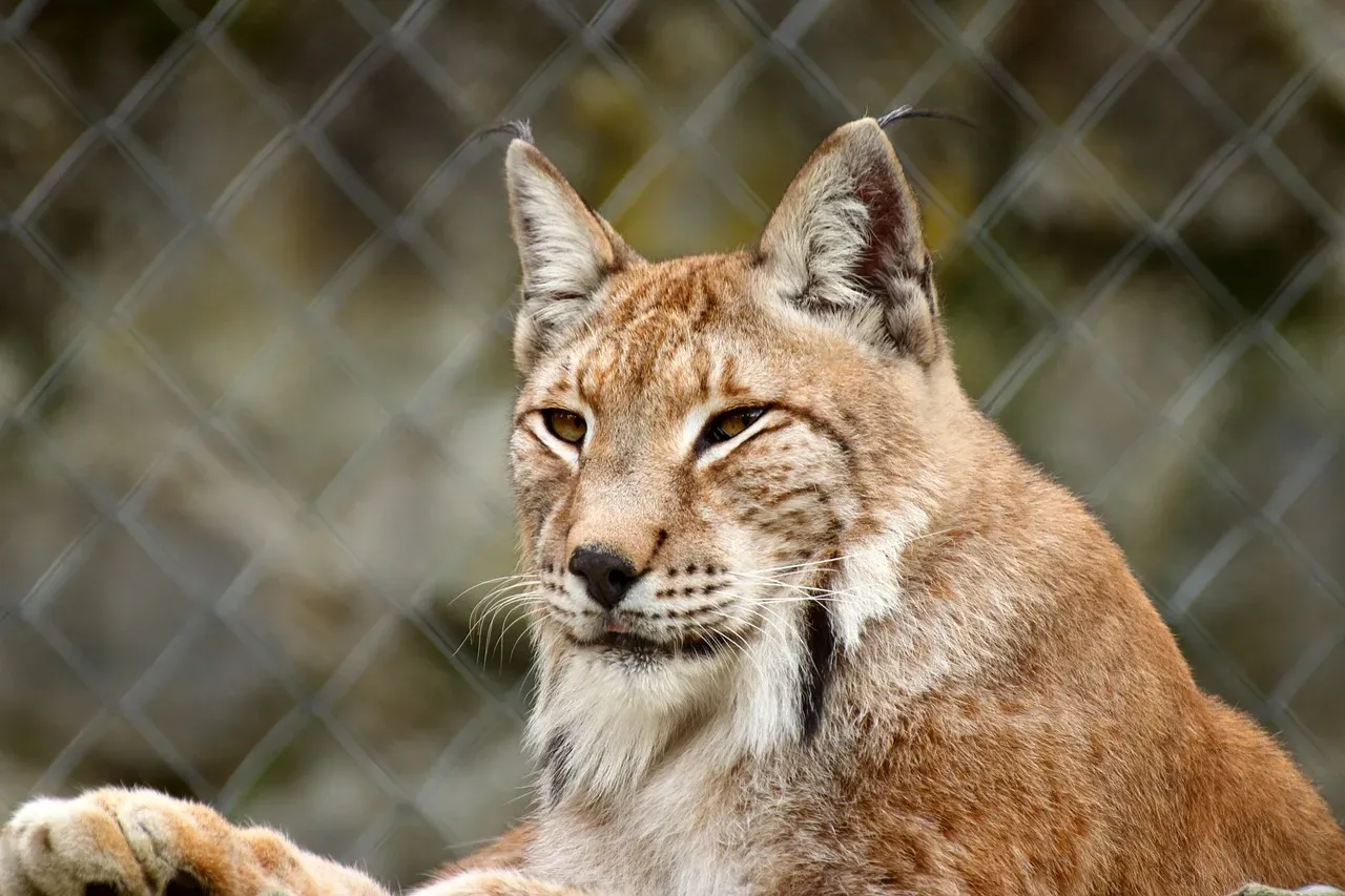 The Bobcat: America's Most Successful Wild Cat (Image Credits: Pixabay)