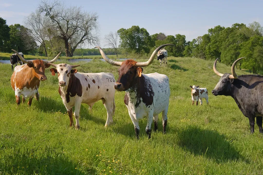 Texas Reigns Supreme in Cattle Numbers (Image Credits: Flickr)