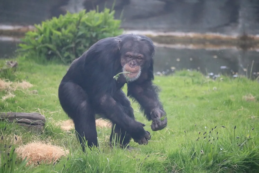 When Chimps Play Hide-and-Seek With Science (Image Credits: Unsplash)
