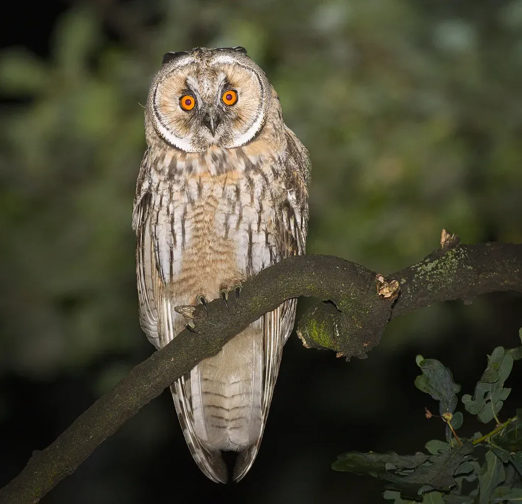 Aquarius: The Owl's Detached Observation (Image Credits: Flickr)