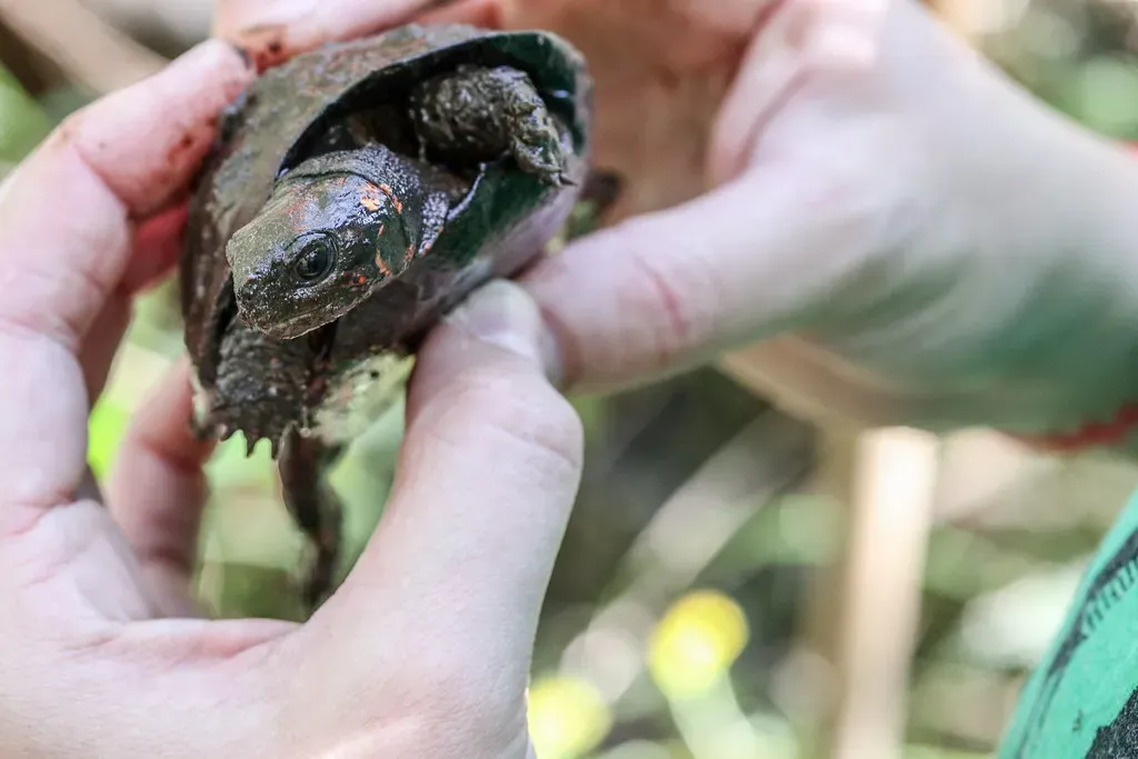 Bog Turtle: North America's Tiny Gem (Image Credits: Flickr)
