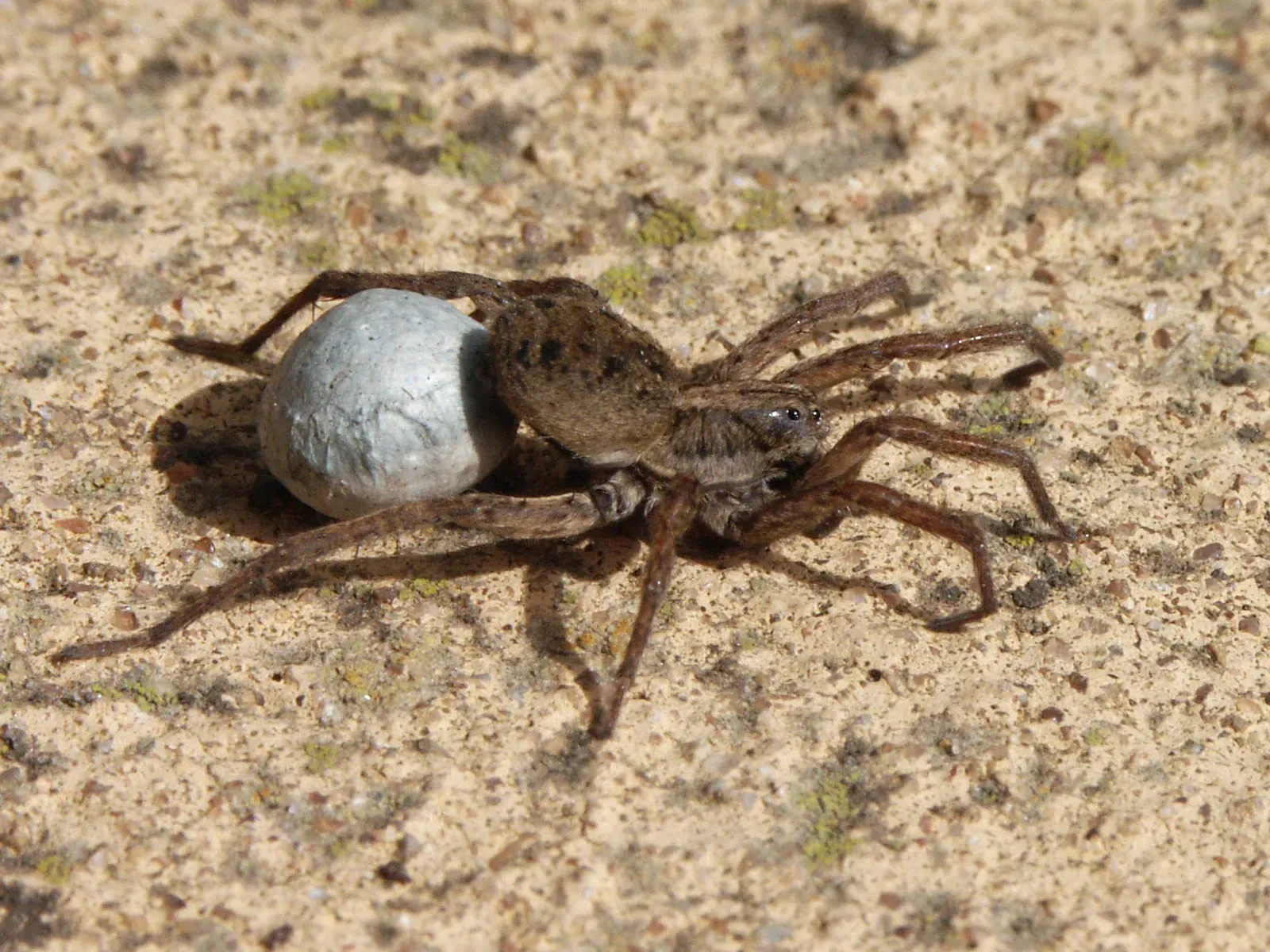 14. The Wolf Spider: Carrying Everything on Her Back (This image has been extracted from another file, CC BY-SA 3.0)