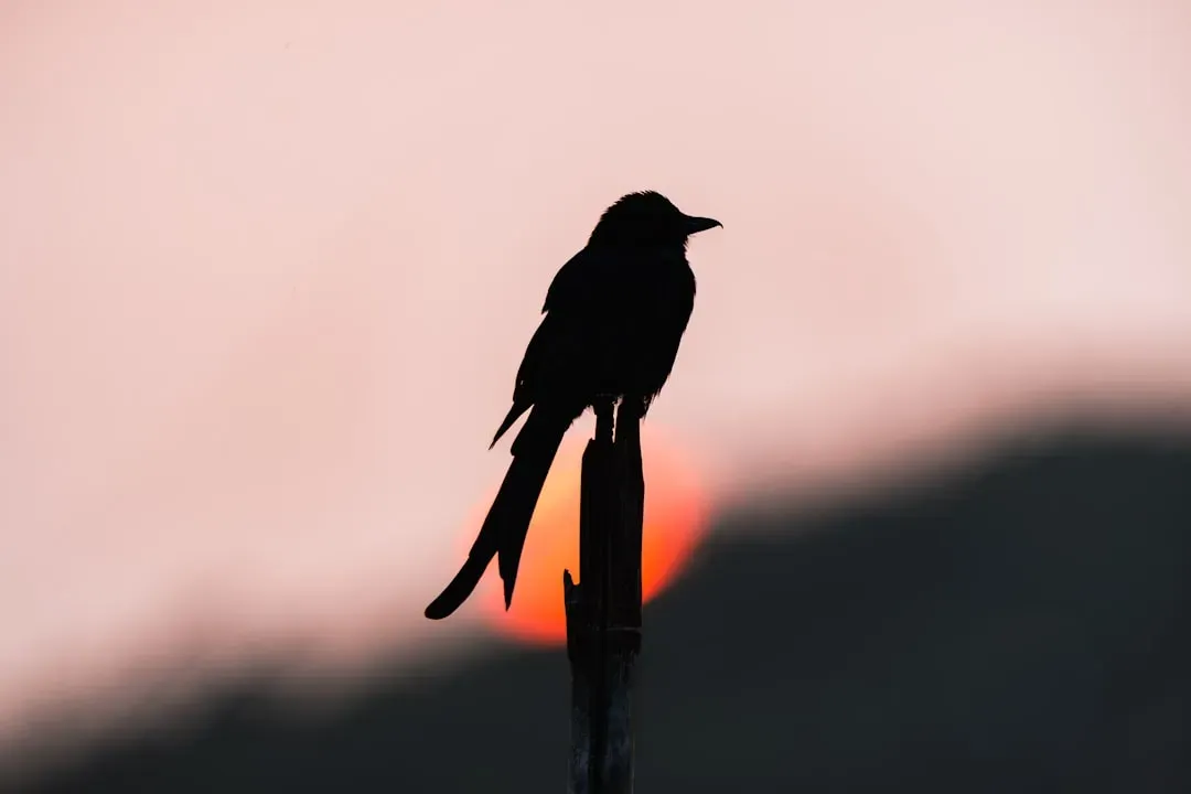 The Hormone Connection: Nature's Internal Alarm Clock (Image Credits: Unsplash)