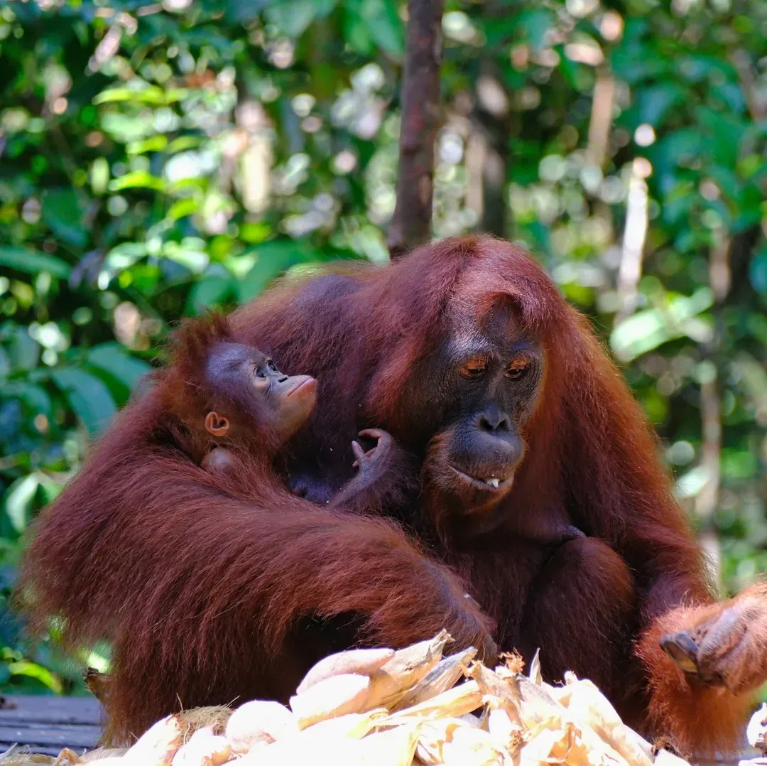 1. The Orangutan: Nature's Most Patient Teacher (Image Credits: Unsplash)