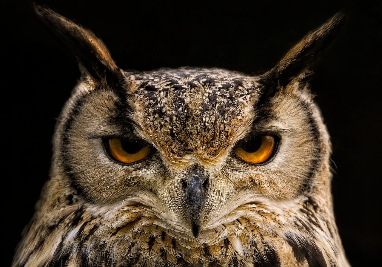 The Owl (November 23 - December 21) (Image Credits: Pixabay)