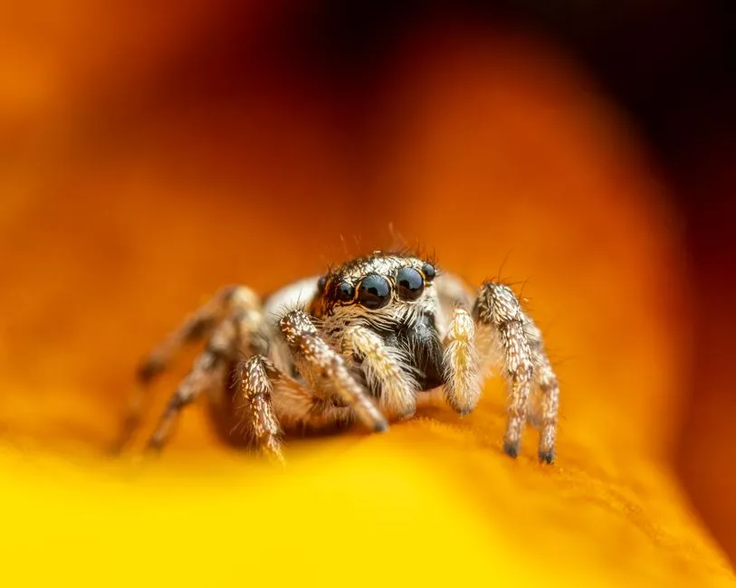 Rethinking fear and respect: a personal take on tiny planners (Image Credits: Pexels)