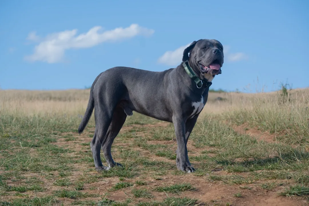 #1 Aries and the Cane Corso (Image Credits: Unsplash)