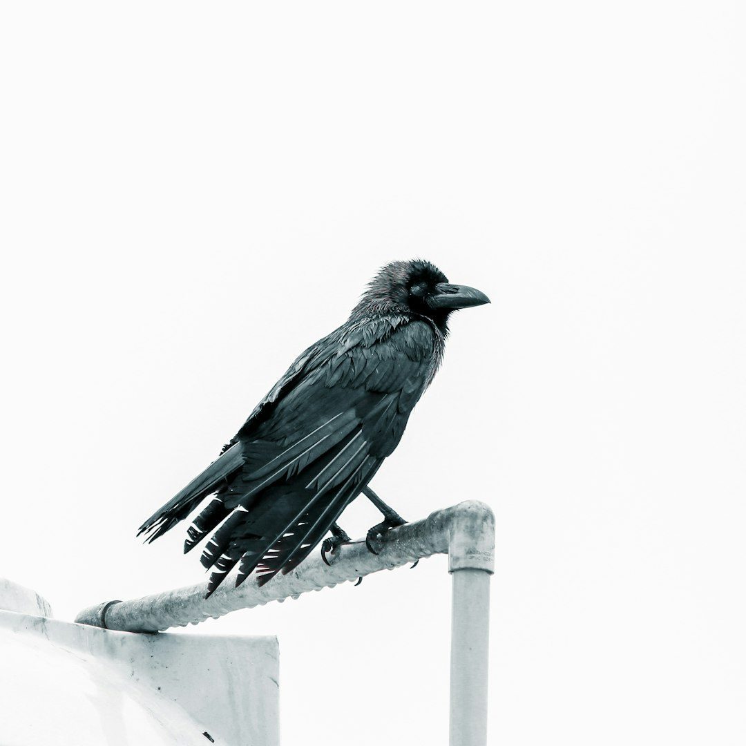 The Raven (September 23 - October 22) (Image Credits: Unsplash)