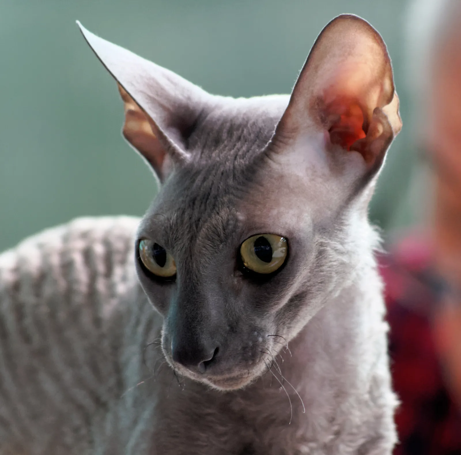 #21 - Cornish Rex: The Velcro Extrovert (By Jakub Hałun, CC BY-SA 4.0)