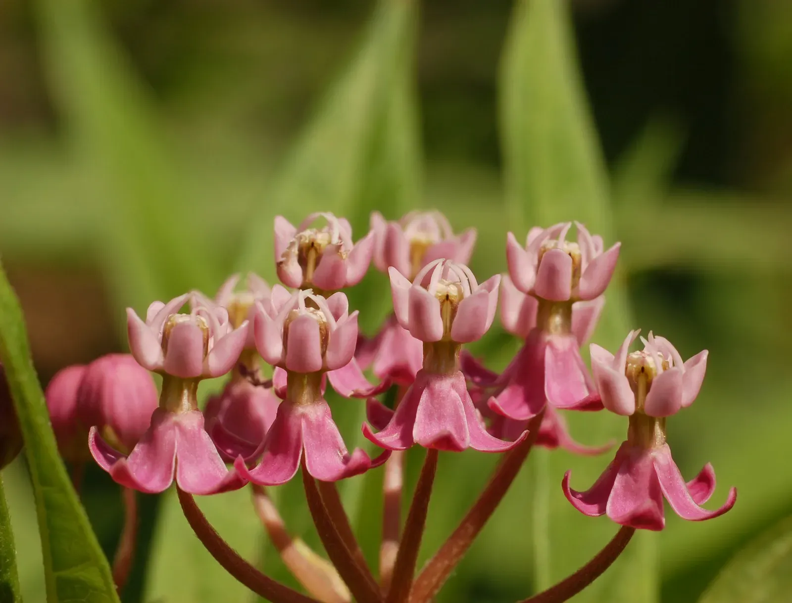 Swamp Milkweed (Asclepias incarnata): The Wet-Garden Workhorse (Self-photographed, GFDL 1.2)