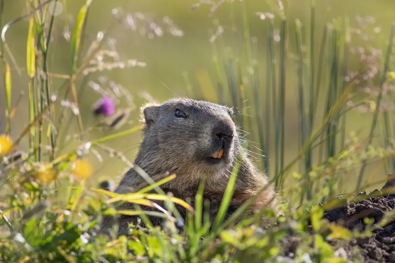 Vancouver Island Marmot: Canada's Fluffy Treasure (Image Credits: Pixabay)