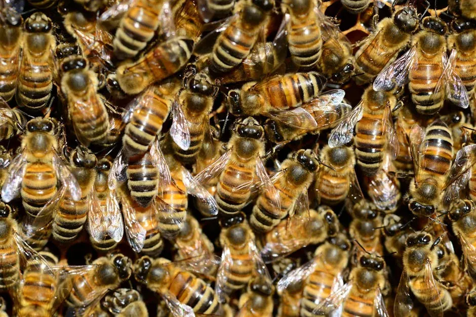 11. Honey Bees (Image Credits: Pexels)