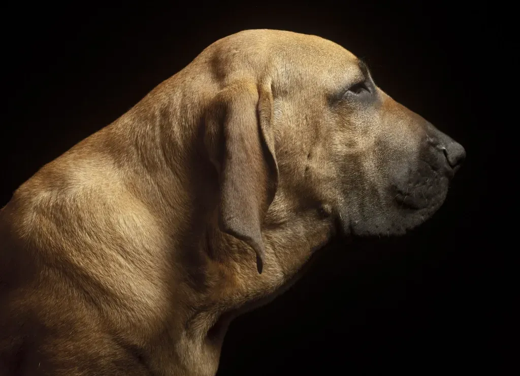 #4. Fila Brasileiro (Image Credits: Rawpixel)