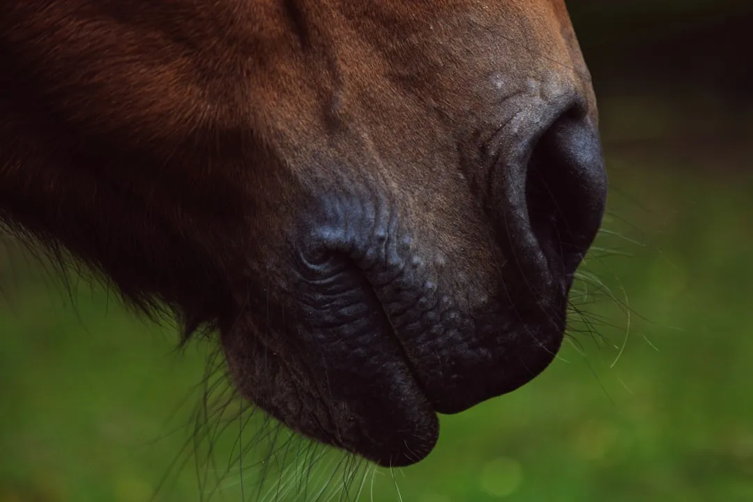 #6 - The Soft Nose Hover Over Your Wounds And Worries (Image Credits: Unsplash)