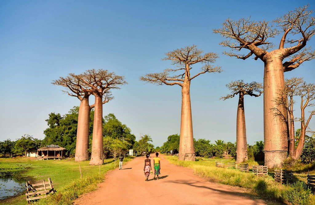 Baobabs Originated Here and Spread Across Oceans (Image Credits: Flickr)