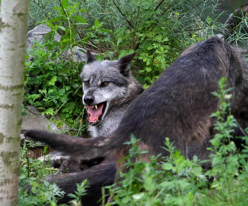 Gemini (May 21 – June 20): The Eastern Timber Wolf (Steffen239, Flickr, CC BY-SA 2.0)