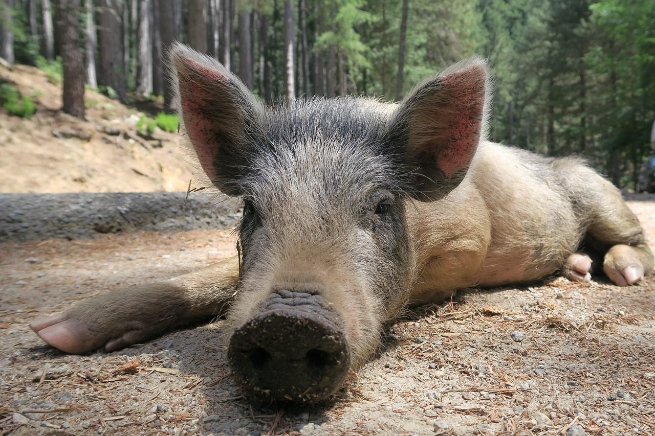 Virgo: The Intelligent Pig (Image Credits: Pixabay)