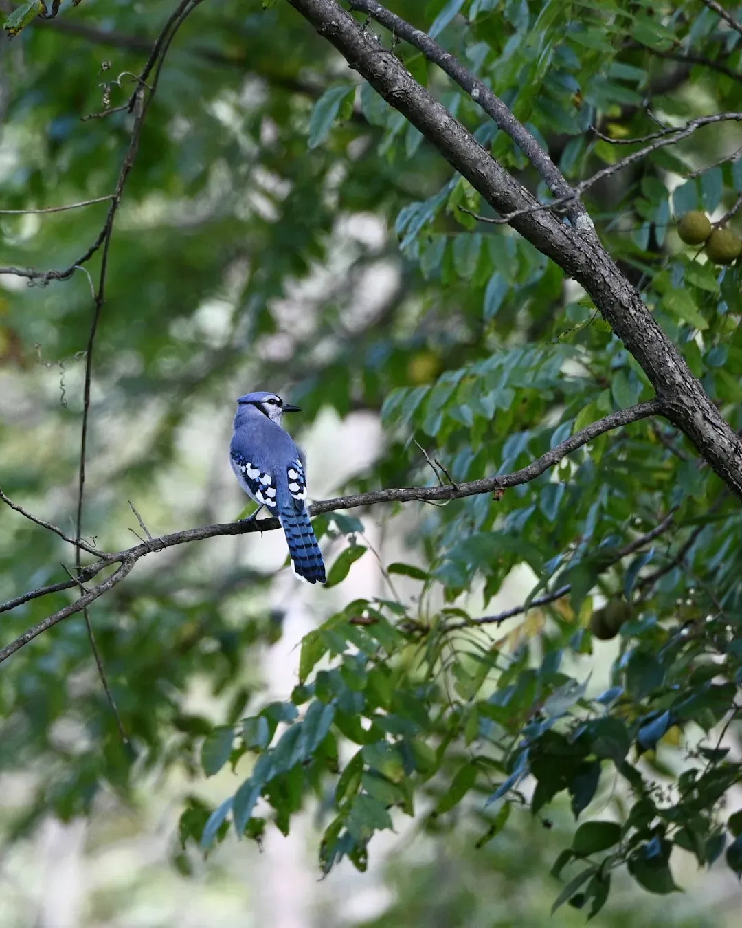 Courtship Flights in Pairs (Image Credits: Unsplash)