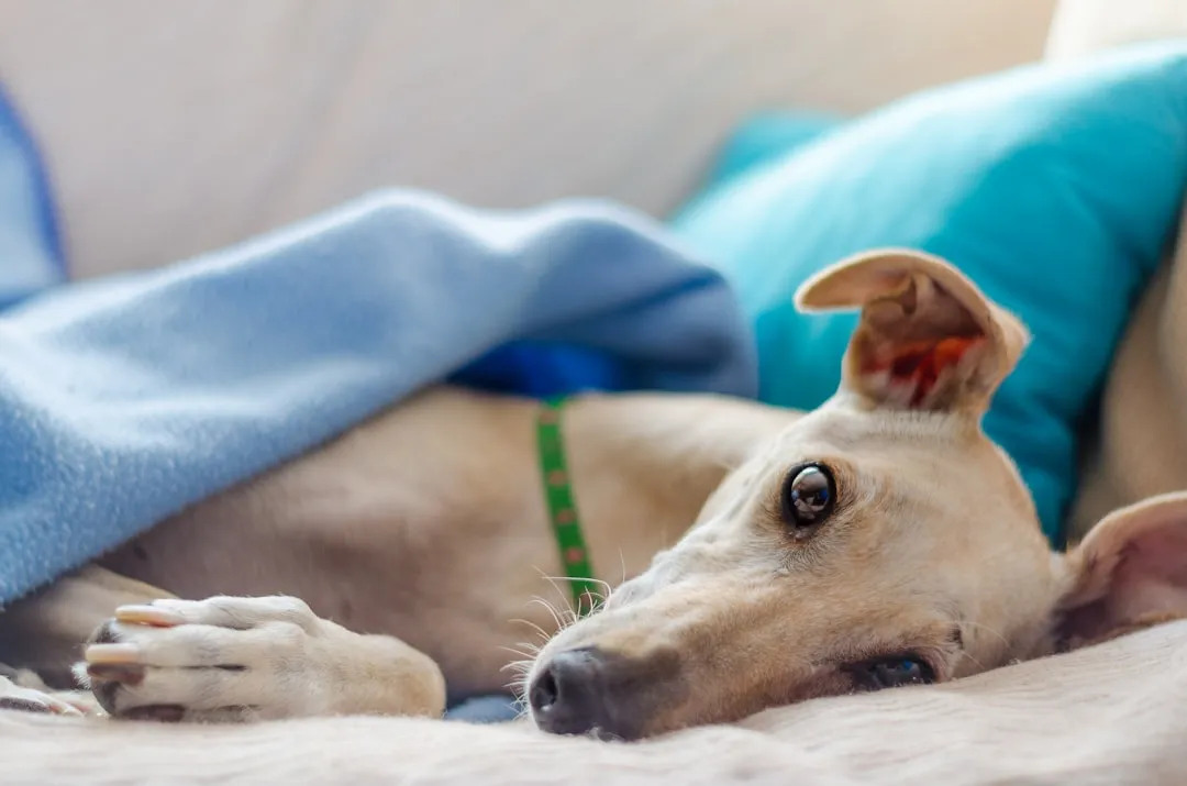 #4 Greyhound – Nervy Newcomer To Couch Expert (Image Credits: Unsplash)