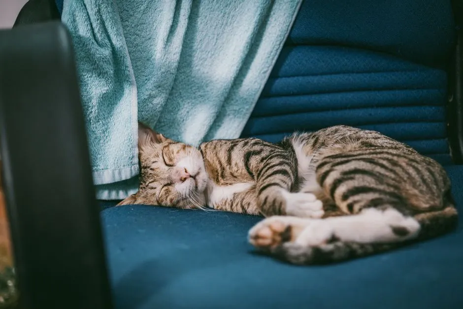 #11 - Synchronizing With Human Sleep Cycles (On Purpose?) (Image Credits: Pexels)