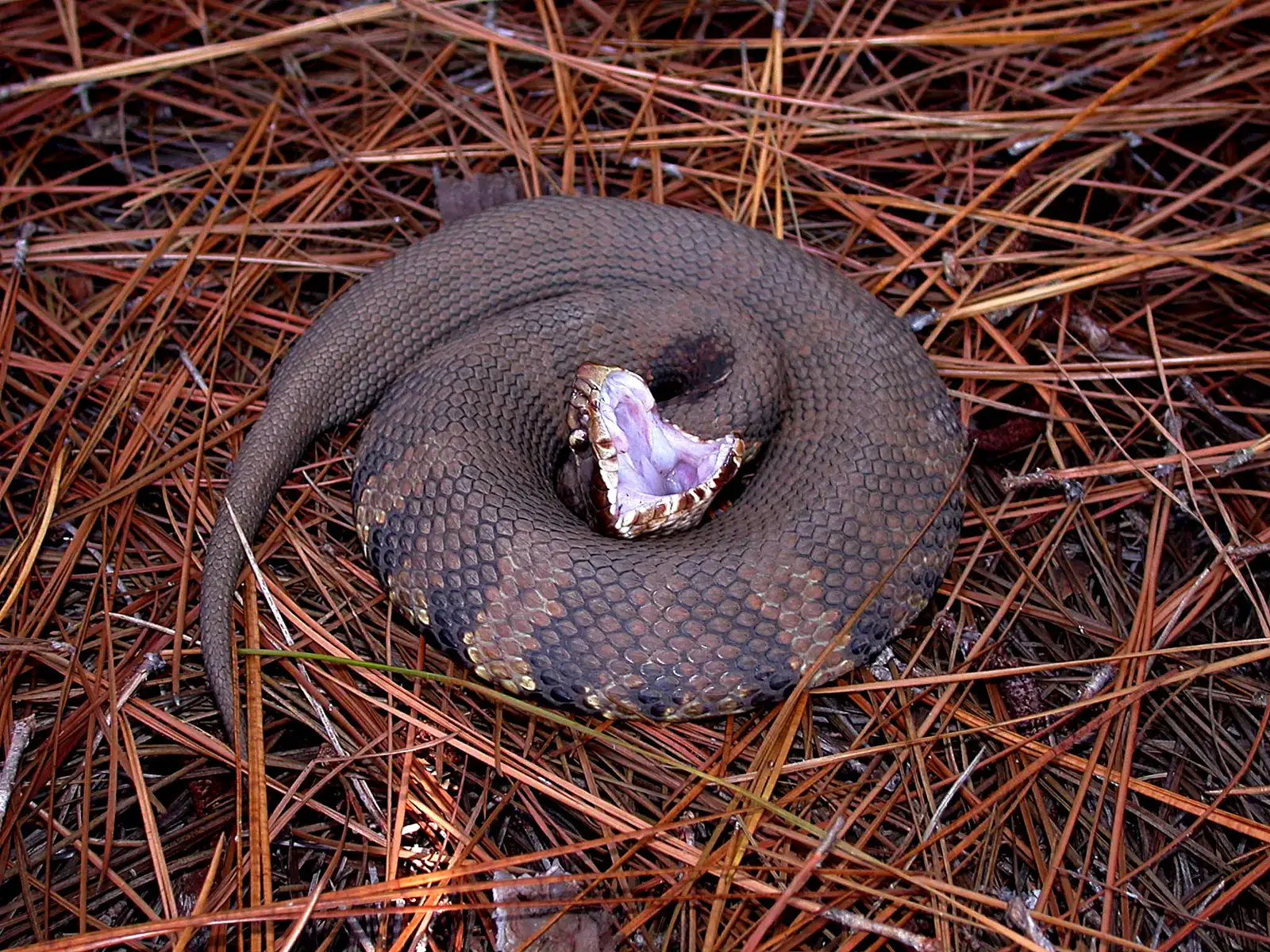 10. Eastern Cottonmouth Snake (This media comes from the Centers for Disease Control and Prevention's Public Health Image Library (PHIL), with identification number #8125.Note: Not all PHIL images are public domain; be sure to check copyright status and credit authors and content providers.العربية | Deutsch | English | македонски | slovenščina | +/−I downloaded the high-resolution TIFF from the website and re-saved it in the PNG format (compression level 9) using GIMP. This reduced the file size by about half while resulting in no loss of visual information., Public domain)