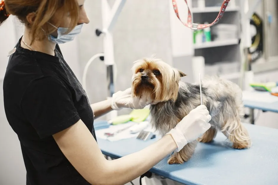 #4 - Yorkshire Terrier (Image Credits: Pexels)